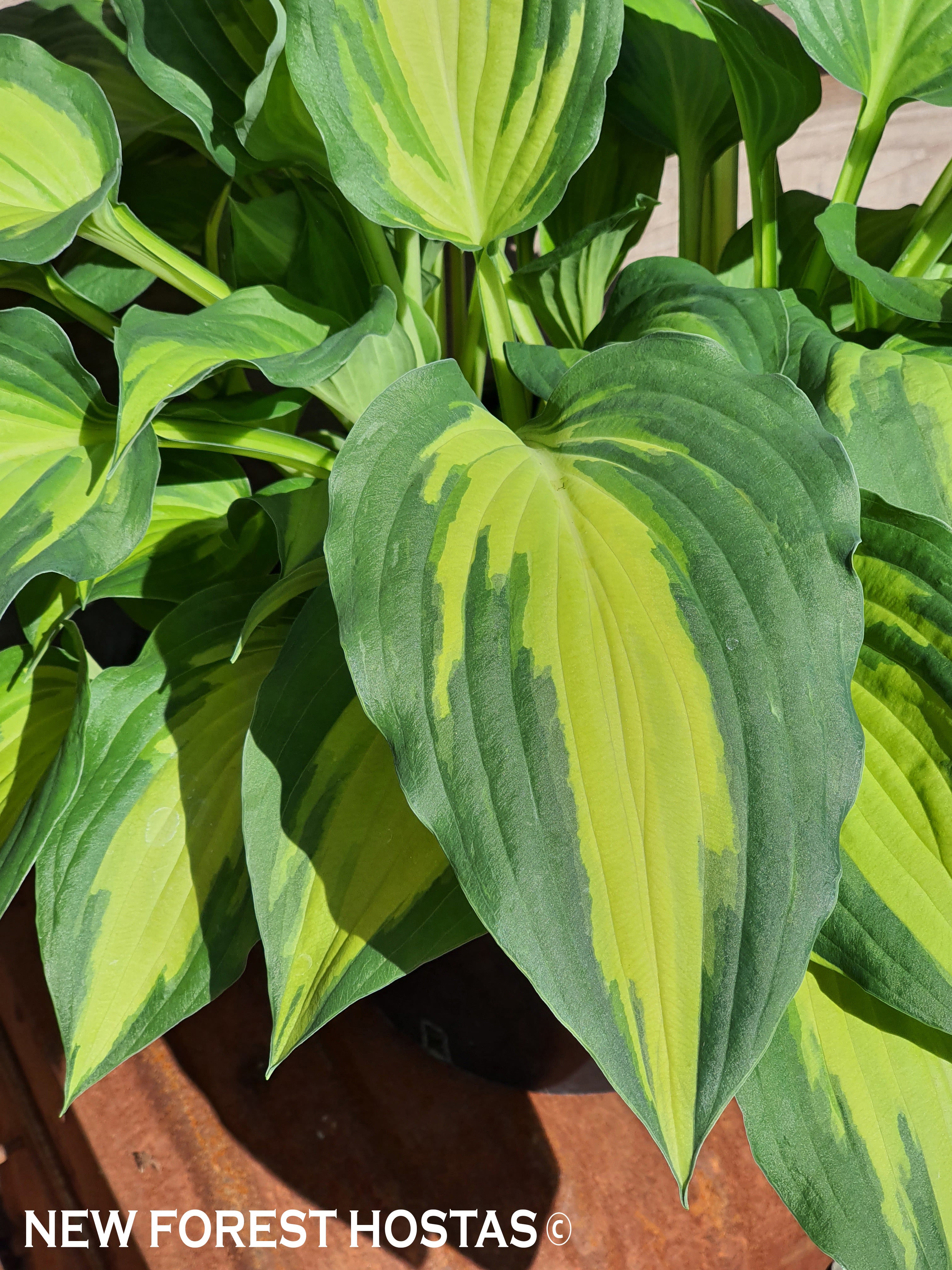 Hosta 'Christmas Candy' - New Forest Hostas & Hemerocallis