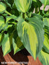 Hosta 'Christmas Candy' - New Forest Hostas & Hemerocallis