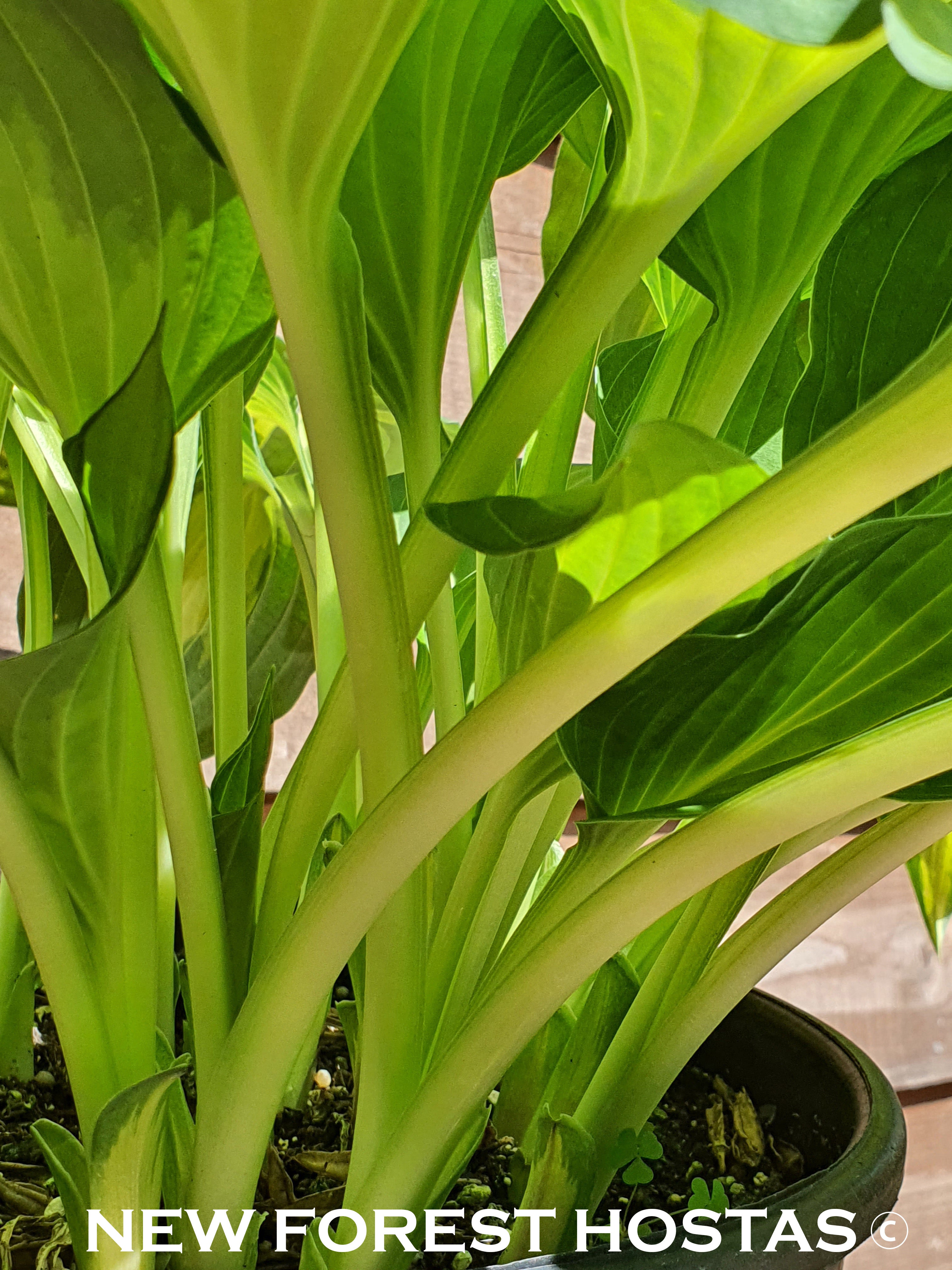 Hosta 'Christmas Candy' - New Forest Hostas & Hemerocallis