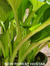 Hosta 'Christmas Candy' - New Forest Hostas & Hemerocallis