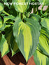 Hosta 'Christmas Candy' - New Forest Hostas & Hemerocallis