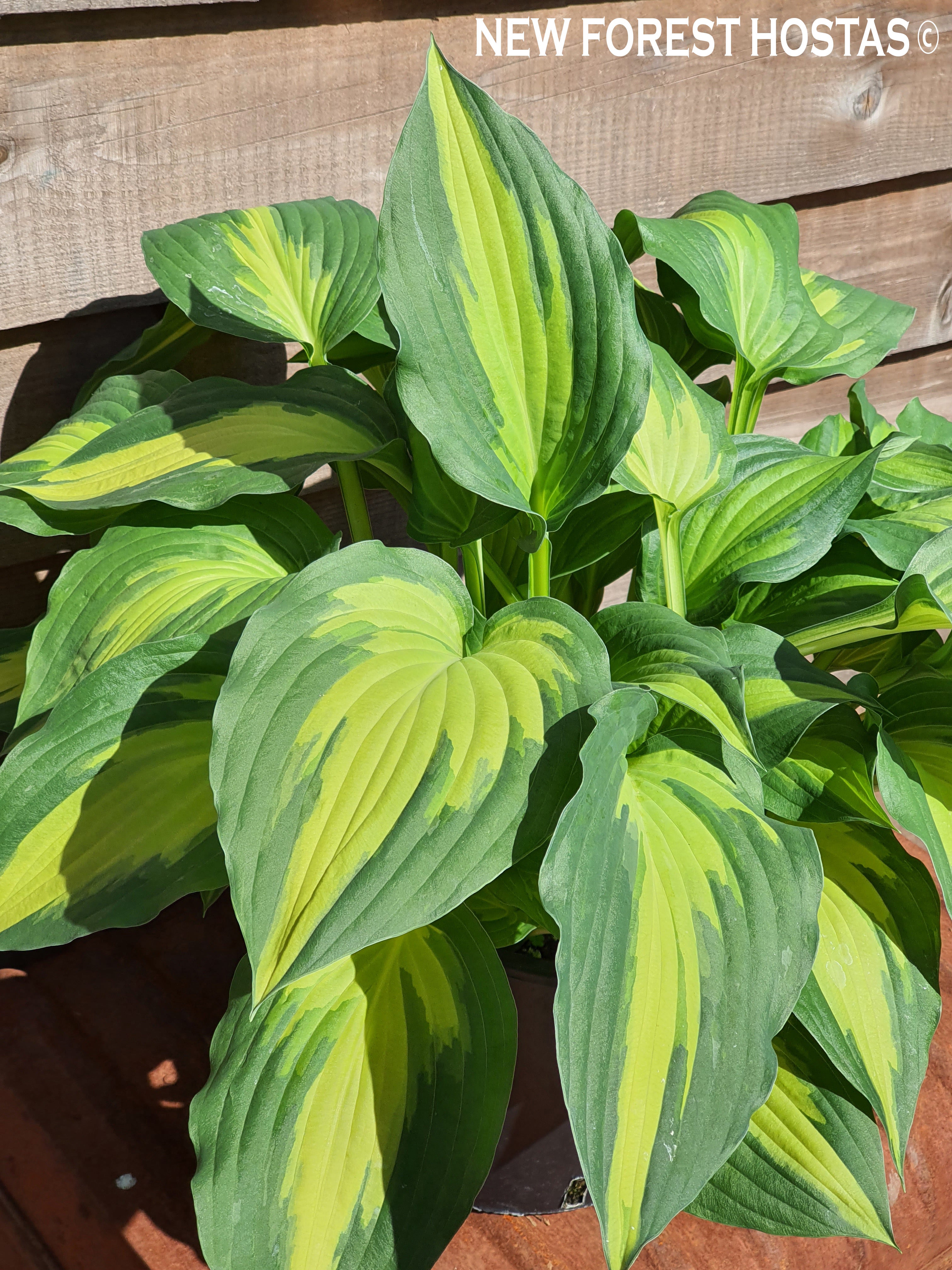 Hosta 'Christmas Candy' - New Forest Hostas & Hemerocallis