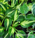 Hosta 'Christmas Candy' - New Forest Hostas & Hemerocallis