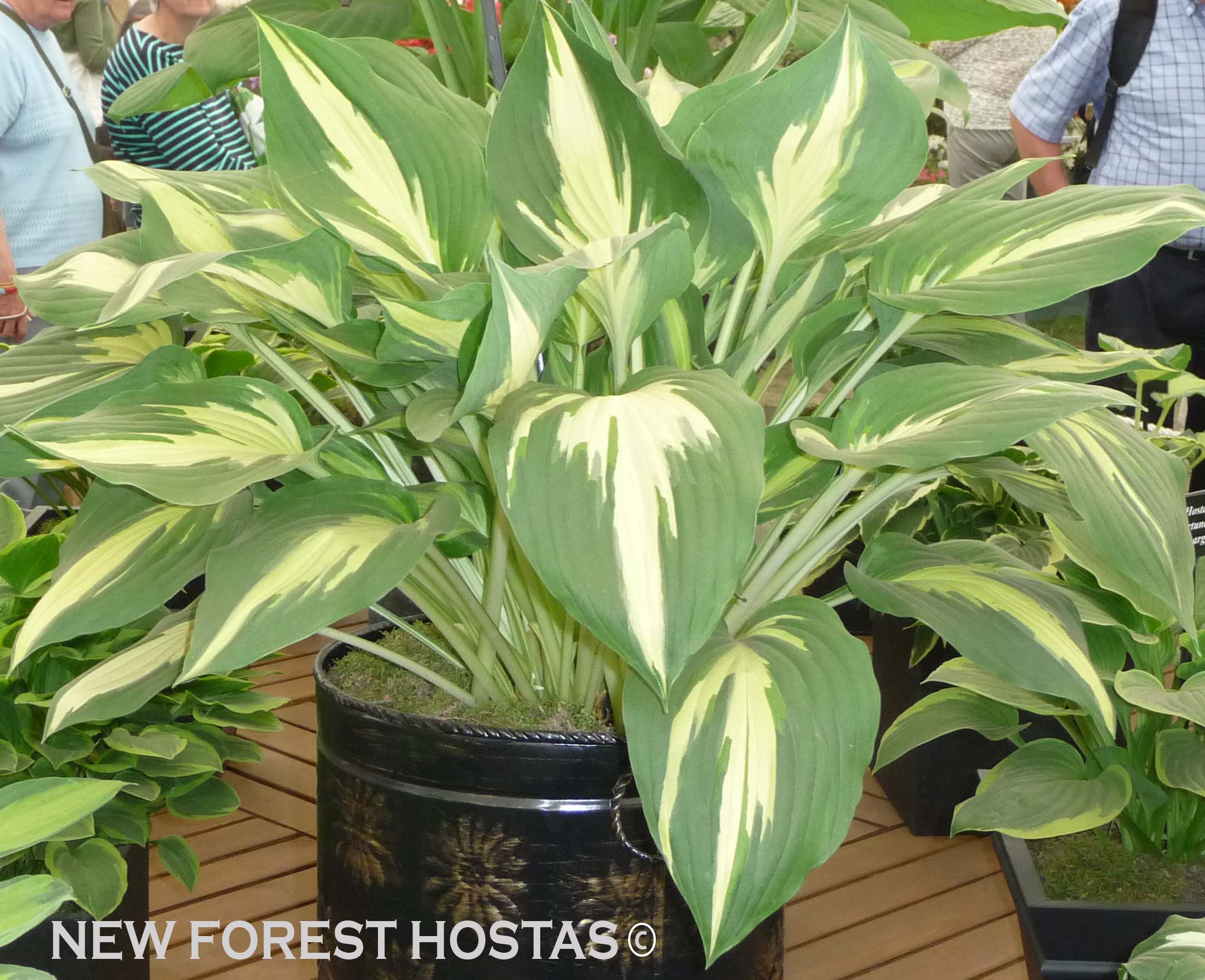 Hosta 'Christmas Candy' - New Forest Hostas & Hemerocallis