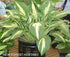 Hosta 'Christmas Candy' - New Forest Hostas & Hemerocallis