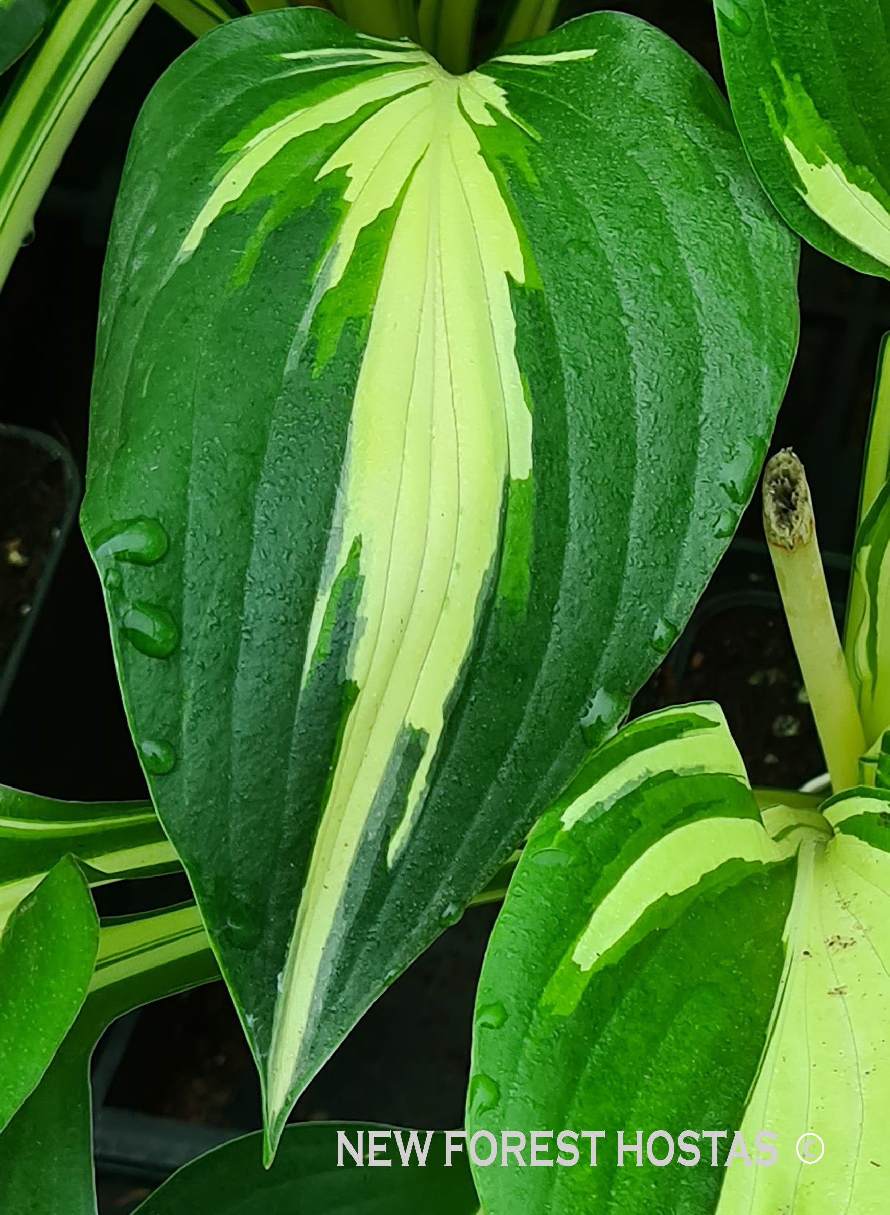 Hosta 'Christmas Candy' - New Forest Hostas & Hemerocallis