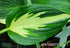 Hosta 'Christmas Candy' - New Forest Hostas & Hemerocallis