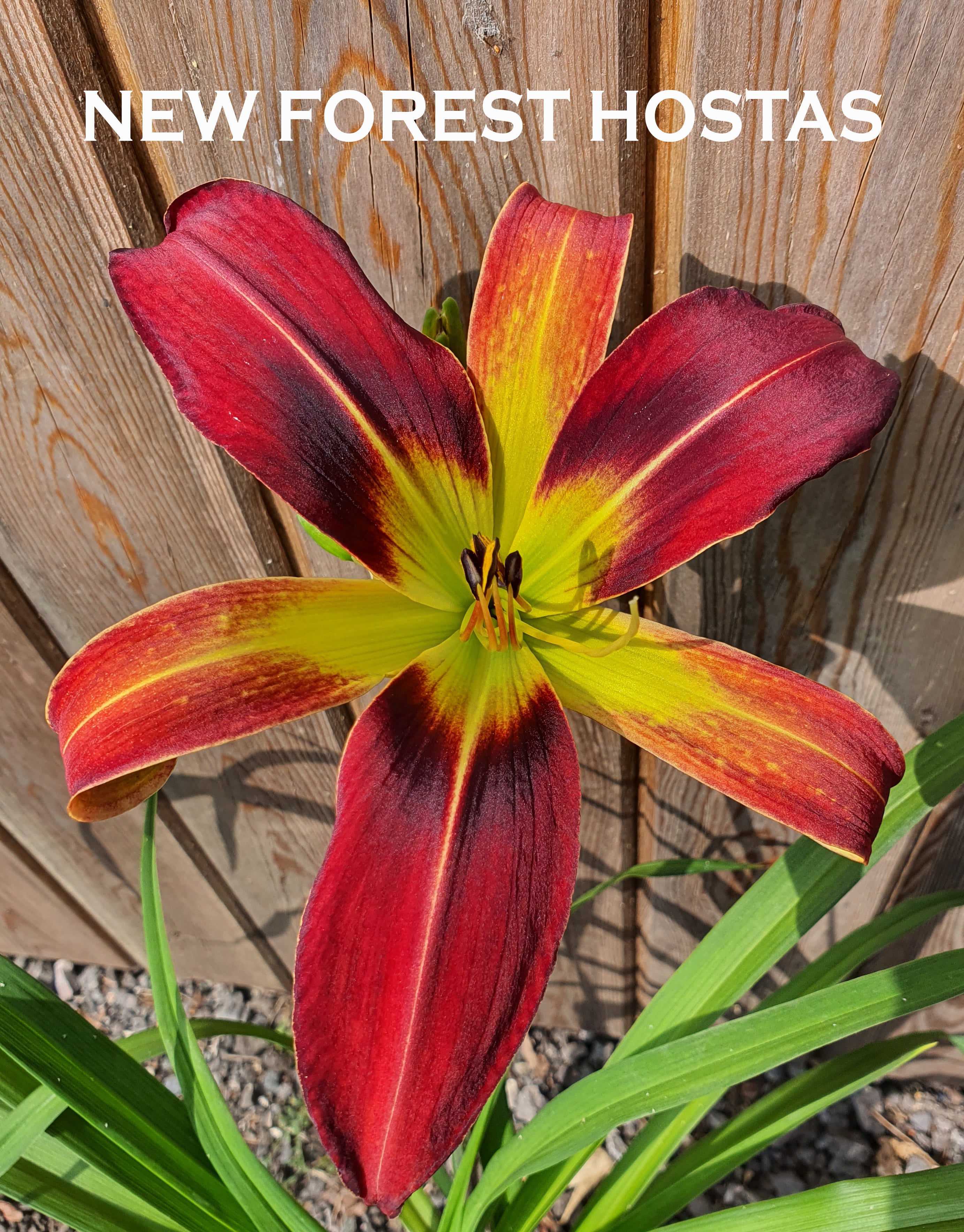 Hemerocallis 'Christmas Tidings' - New Forest Hostas & Hemerocallis
