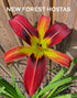 Hemerocallis 'Christmas Tidings' - New Forest Hostas & Hemerocallis