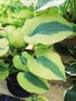 Hosta 'Afterglow' - New Forest Hostas & Hemerocallis