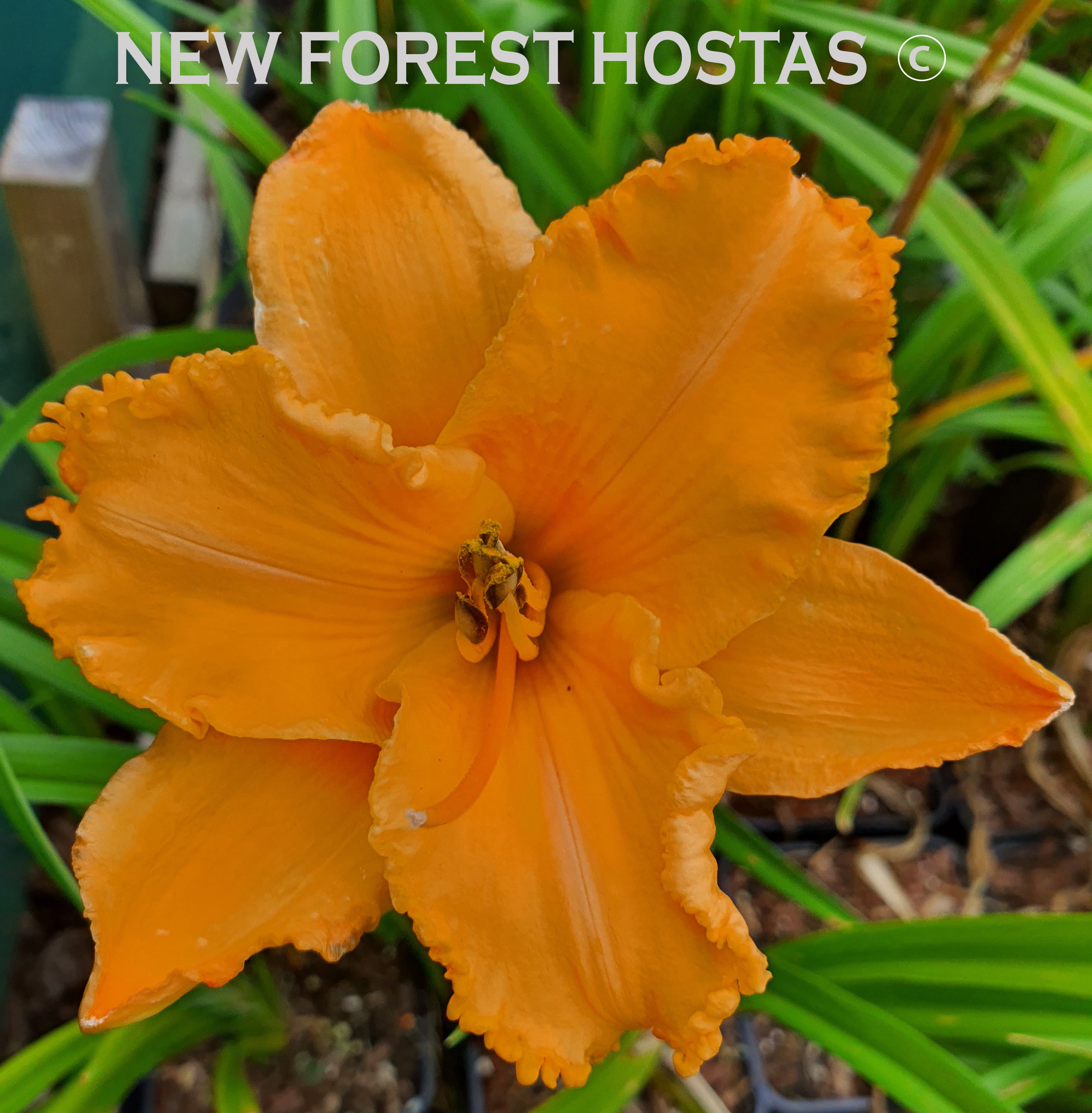 Hemerocallis 'Colonel Mustard' - New Forest Hostas & Hemerocallis