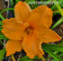 Hemerocallis 'Colonel Mustard' - New Forest Hostas & Hemerocallis