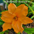 Hemerocallis 'Colonel Mustard' - New Forest Hostas & Hemerocallis