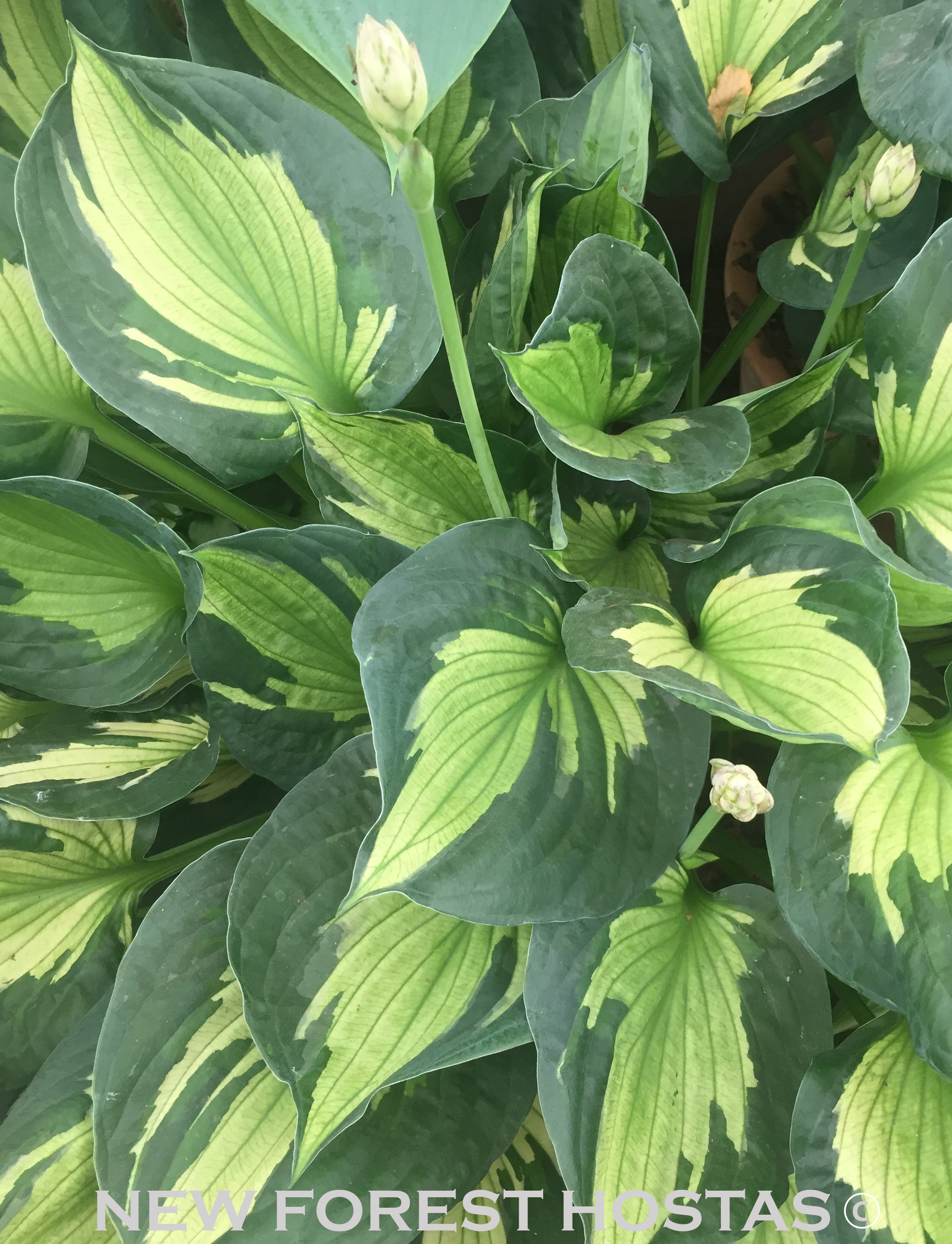 Hosta 'Colored Hulk' - New Forest Hostas & Hemerocallis