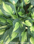 Hosta 'Colored Hulk' - New Forest Hostas & Hemerocallis
