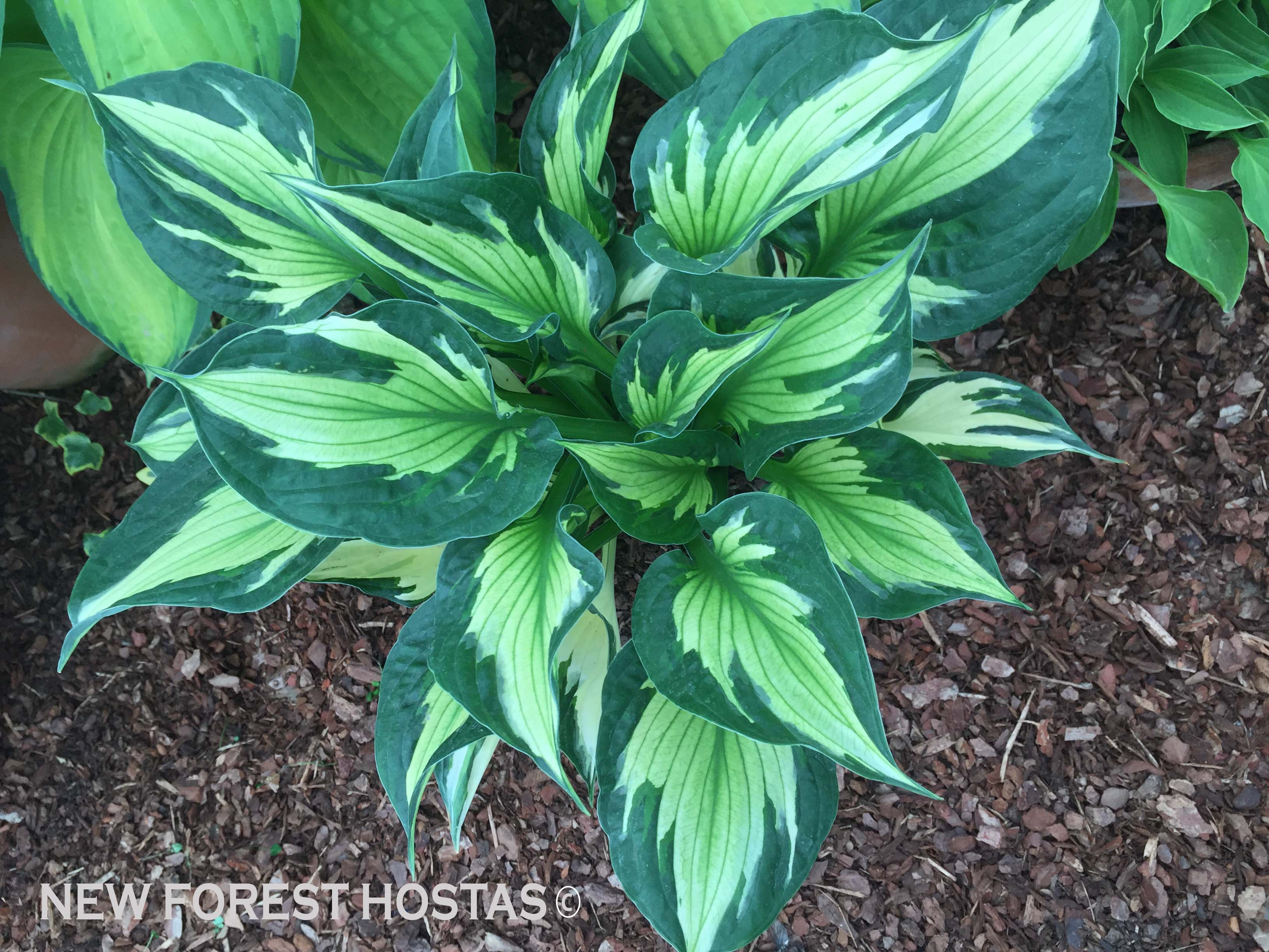 Hosta 'Colored Hulk' - New Forest Hostas & Hemerocallis