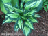 Hosta 'Colored Hulk' - New Forest Hostas & Hemerocallis