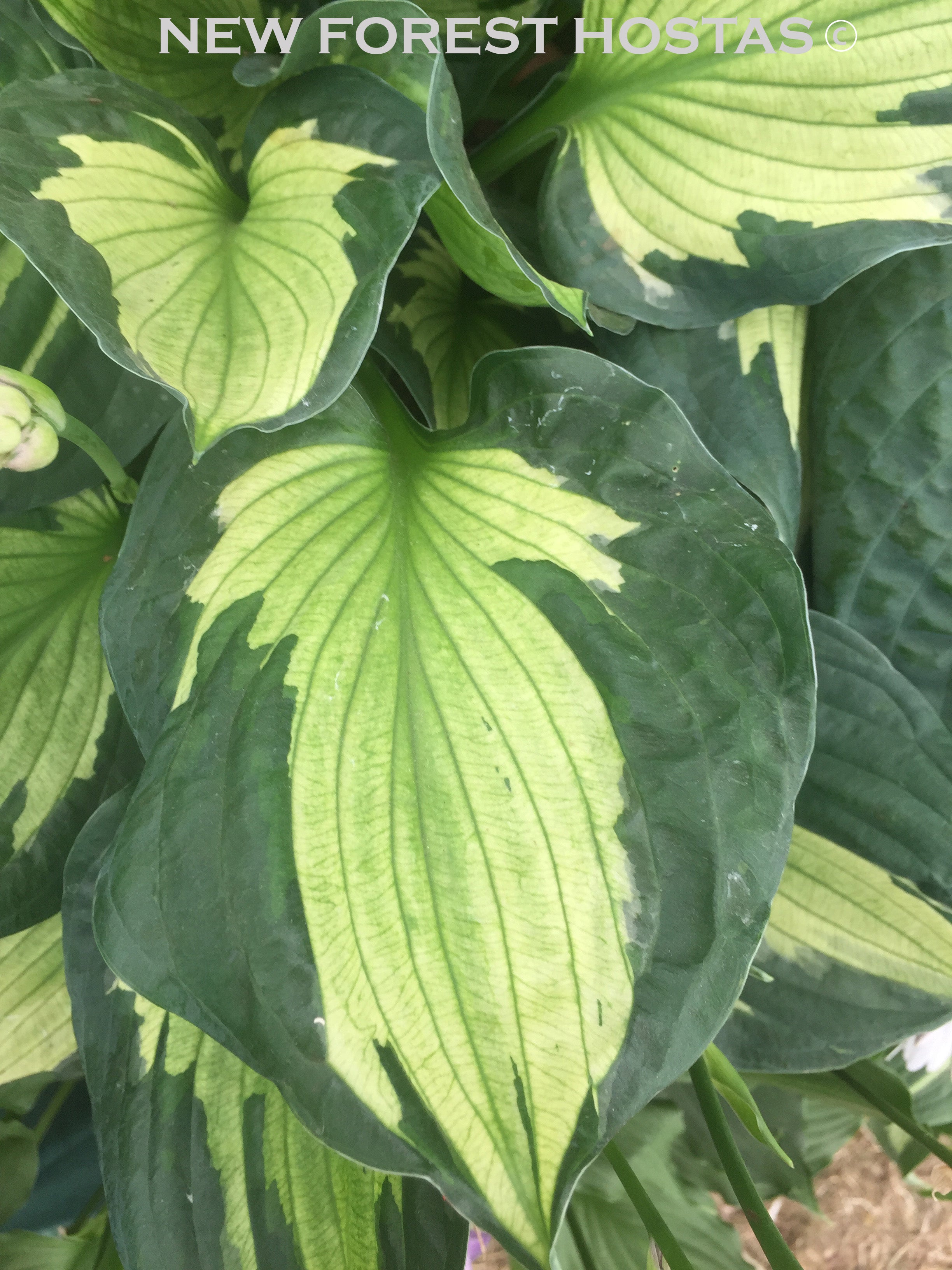 Hosta 'Colored Hulk' - New Forest Hostas & Hemerocallis