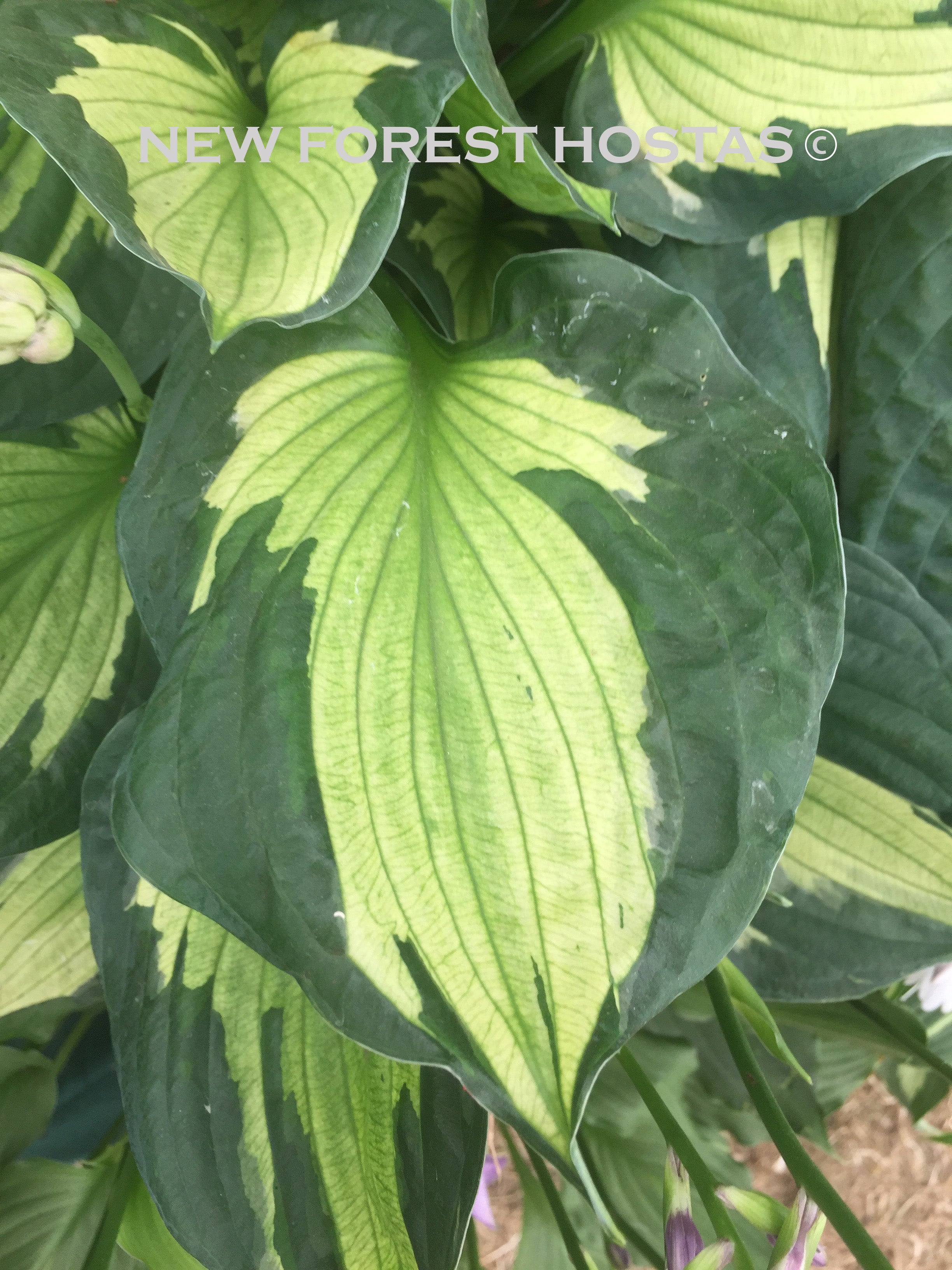 Hosta 'Colored Hulk' - New Forest Hostas & Hemerocallis