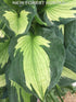 Hosta 'Colored Hulk' - New Forest Hostas & Hemerocallis