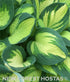 Hosta 'Color Festival' - New Forest Hostas & Hemerocallis