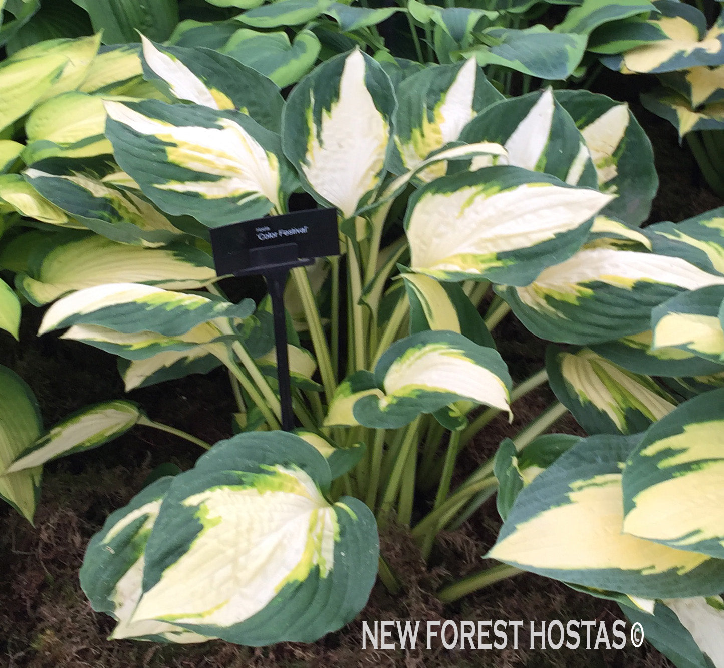 Hosta 'Color Festival' - New Forest Hostas & Hemerocallis