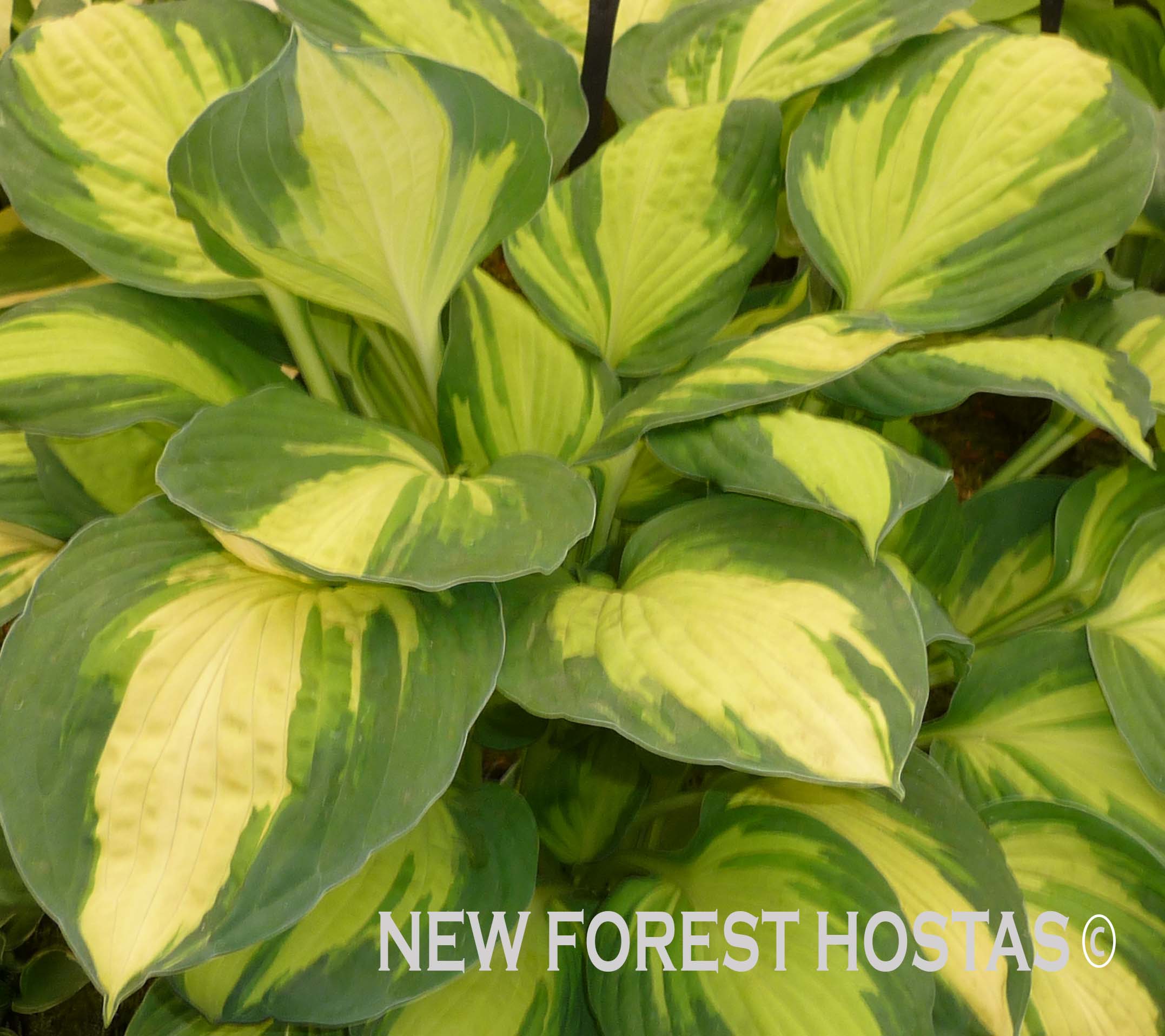 Hosta 'Color Festival' - New Forest Hostas & Hemerocallis