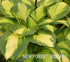 Hosta 'Color Festival' - New Forest Hostas & Hemerocallis
