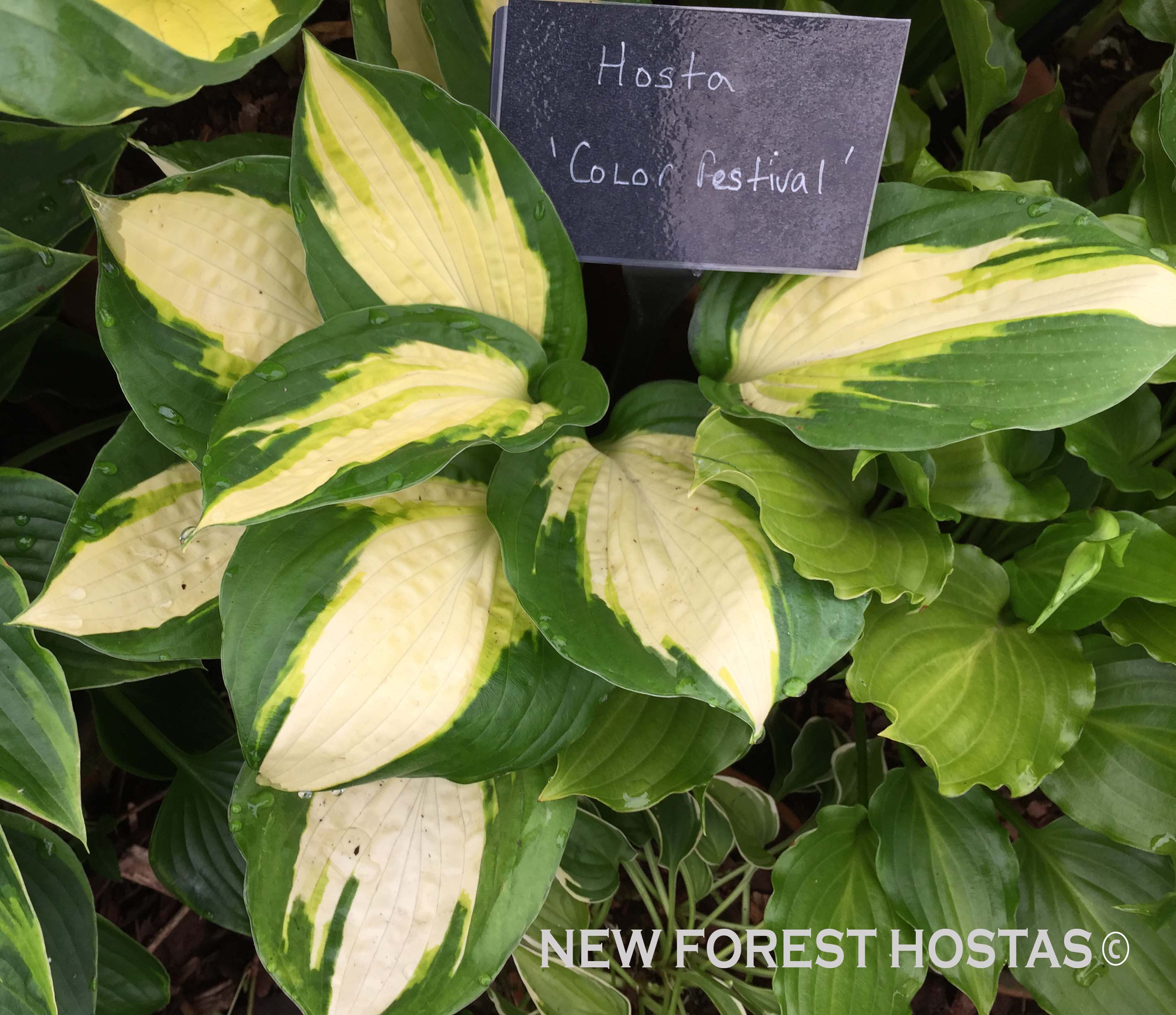 Hosta 'Color Festival' - New Forest Hostas & Hemerocallis