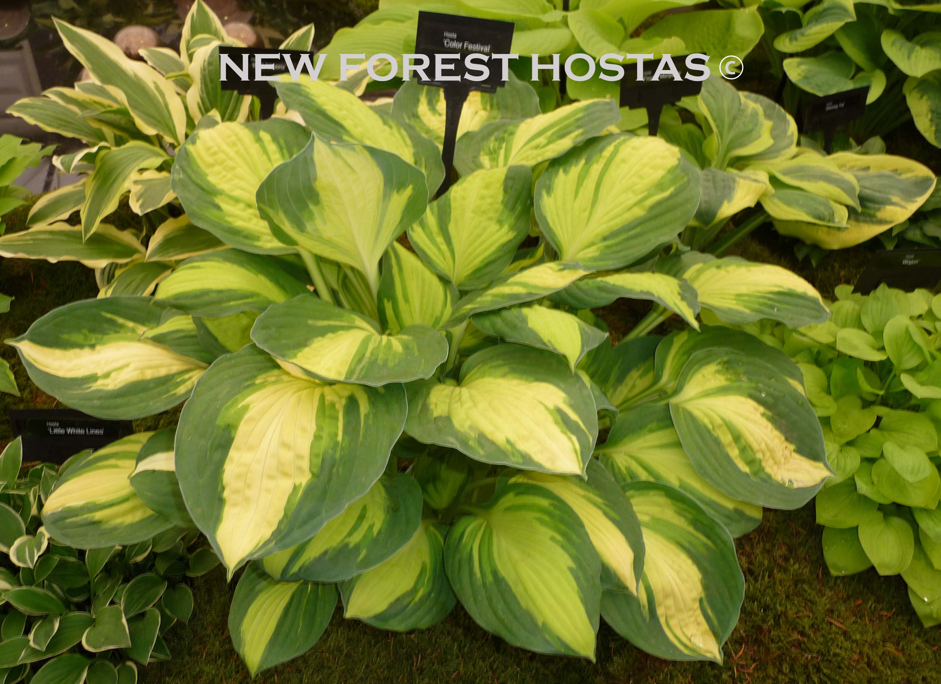 Hosta 'Color Festival' - New Forest Hostas & Hemerocallis