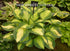 Hosta 'Color Festival' - New Forest Hostas & Hemerocallis