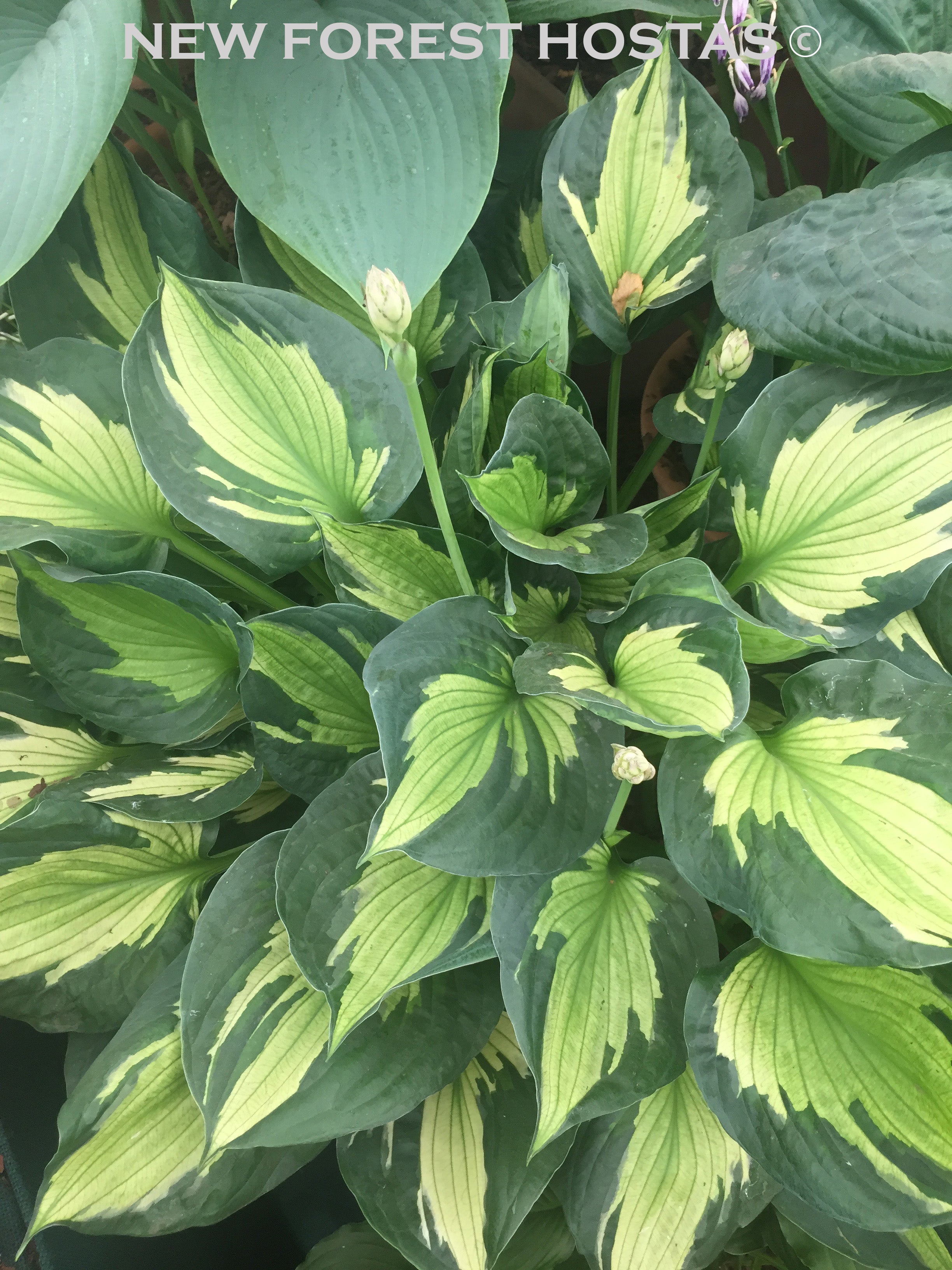 Hosta 'Colored Hulk' - New Forest Hostas & Hemerocallis