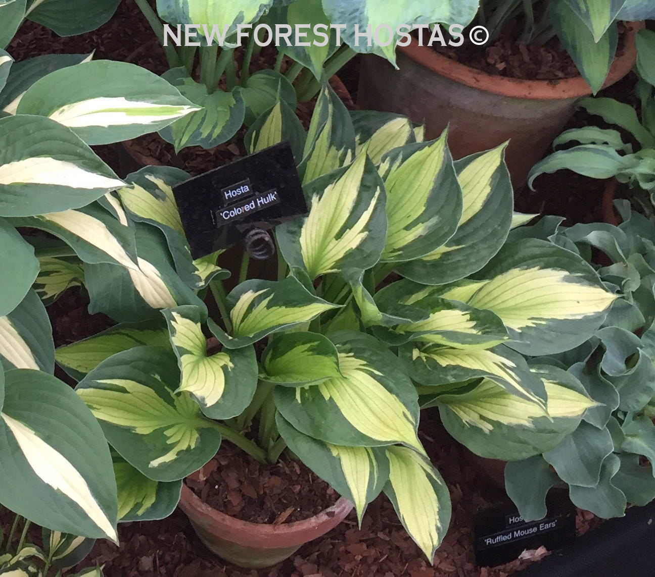 Hosta 'Colored Hulk' - New Forest Hostas & Hemerocallis