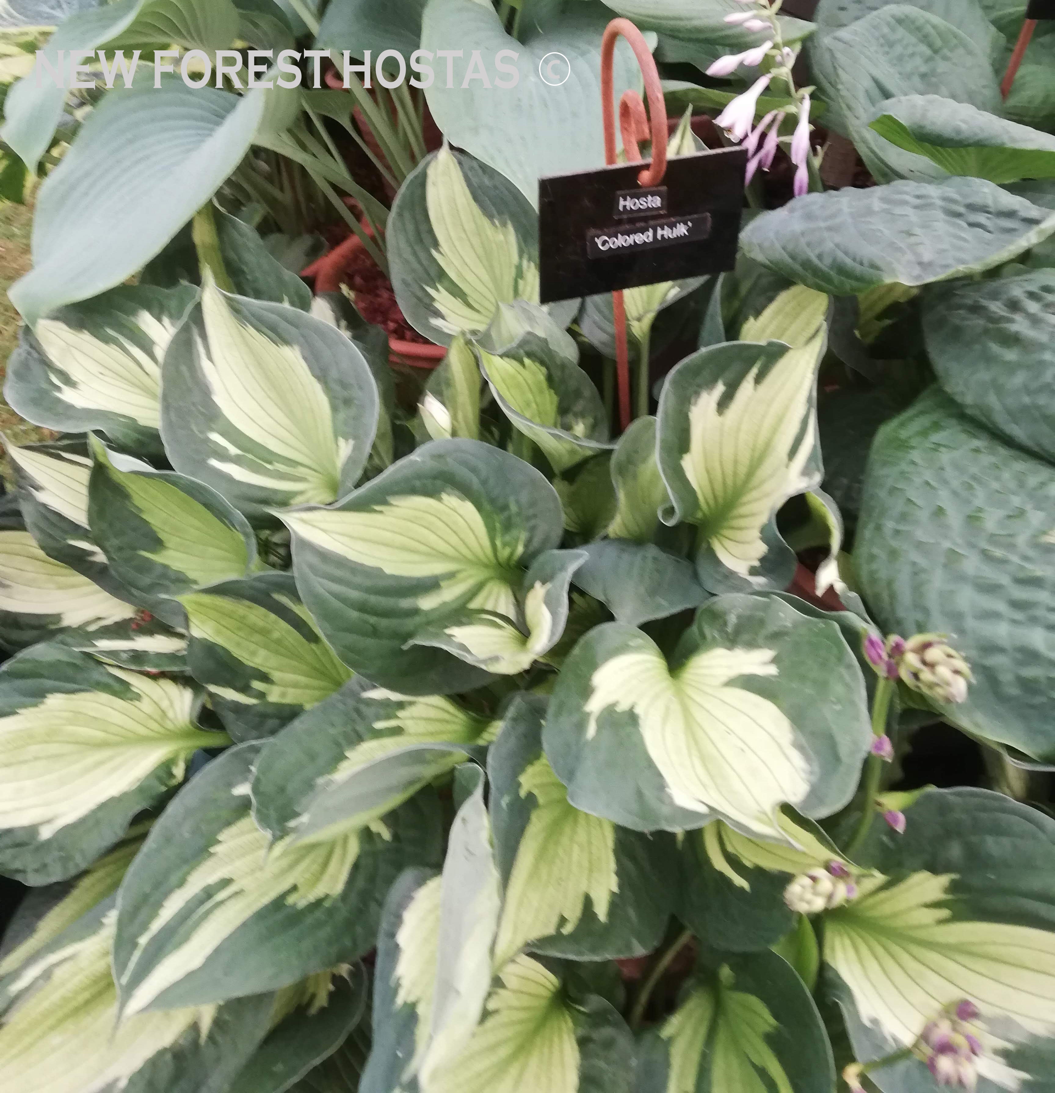 Hosta 'Colored Hulk' - New Forest Hostas & Hemerocallis