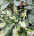 Hosta 'Colored Hulk' - New Forest Hostas & Hemerocallis