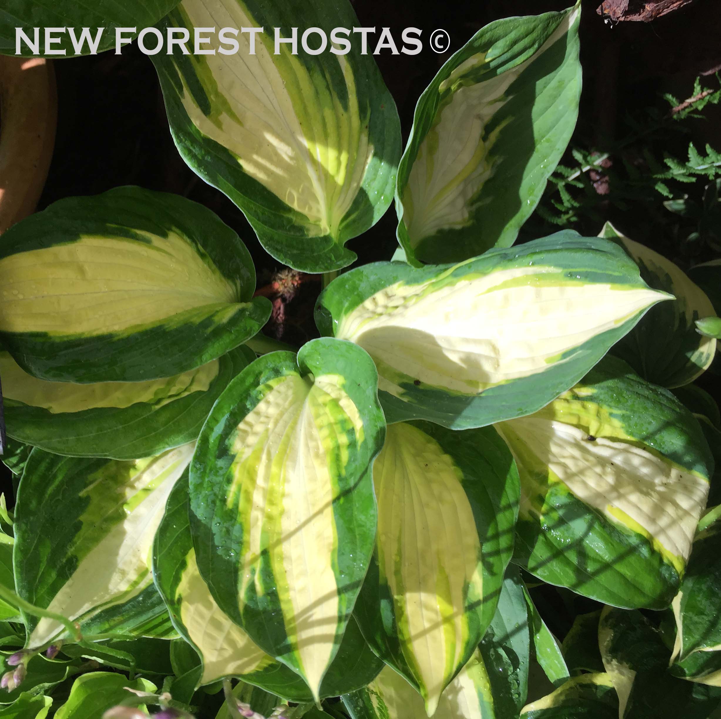 Hosta 'Color Festival' - New Forest Hostas & Hemerocallis
