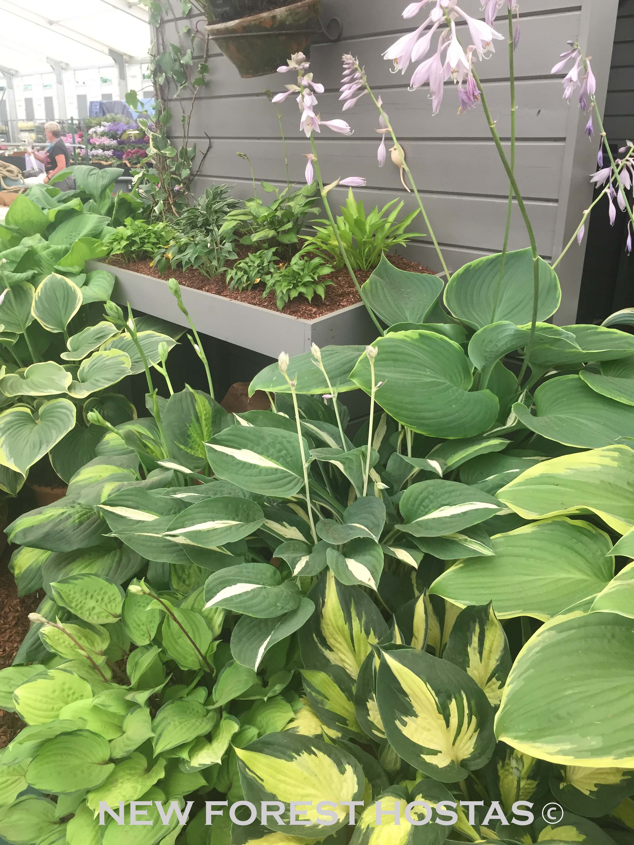 Hosta 'Morning Star' - New Forest Hostas & Hemerocallis