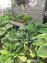 Hosta 'Risky Business' - New Forest Hostas & Hemerocallis
