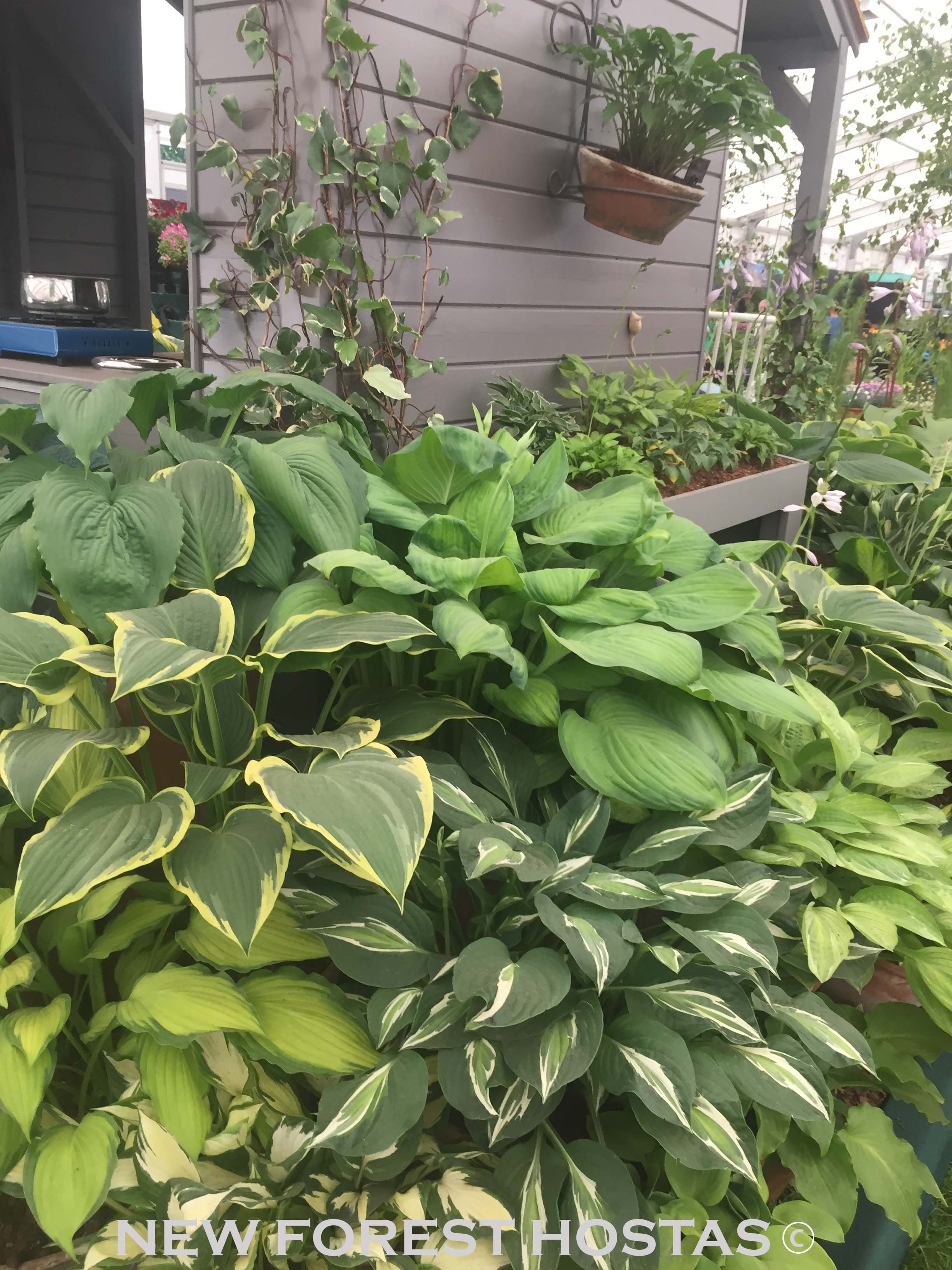 Hosta 'Snake Eyes' - New Forest Hostas & Hemerocallis