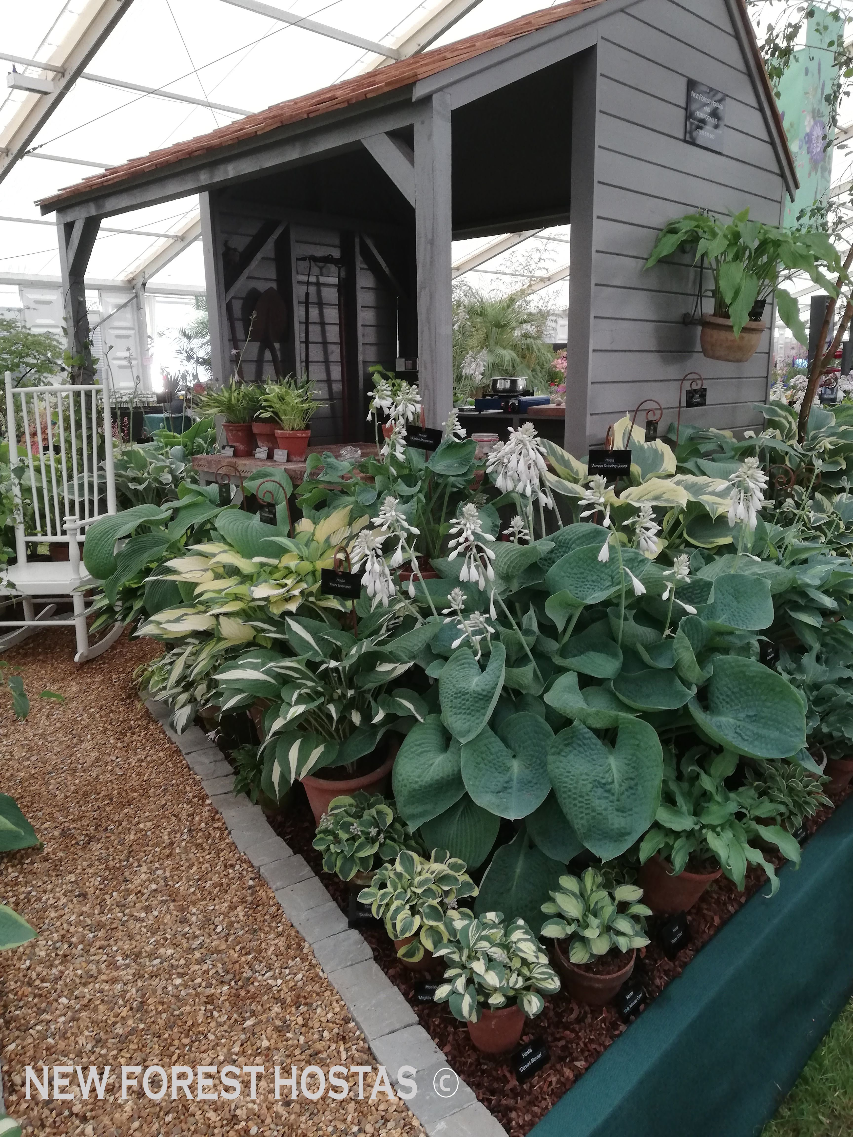 Hosta 'Abiqua Drinking Gourd' - New Forest Hostas & Hemerocallis