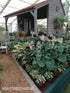 Hosta 'Abiqua Drinking Gourd' - New Forest Hostas & Hemerocallis