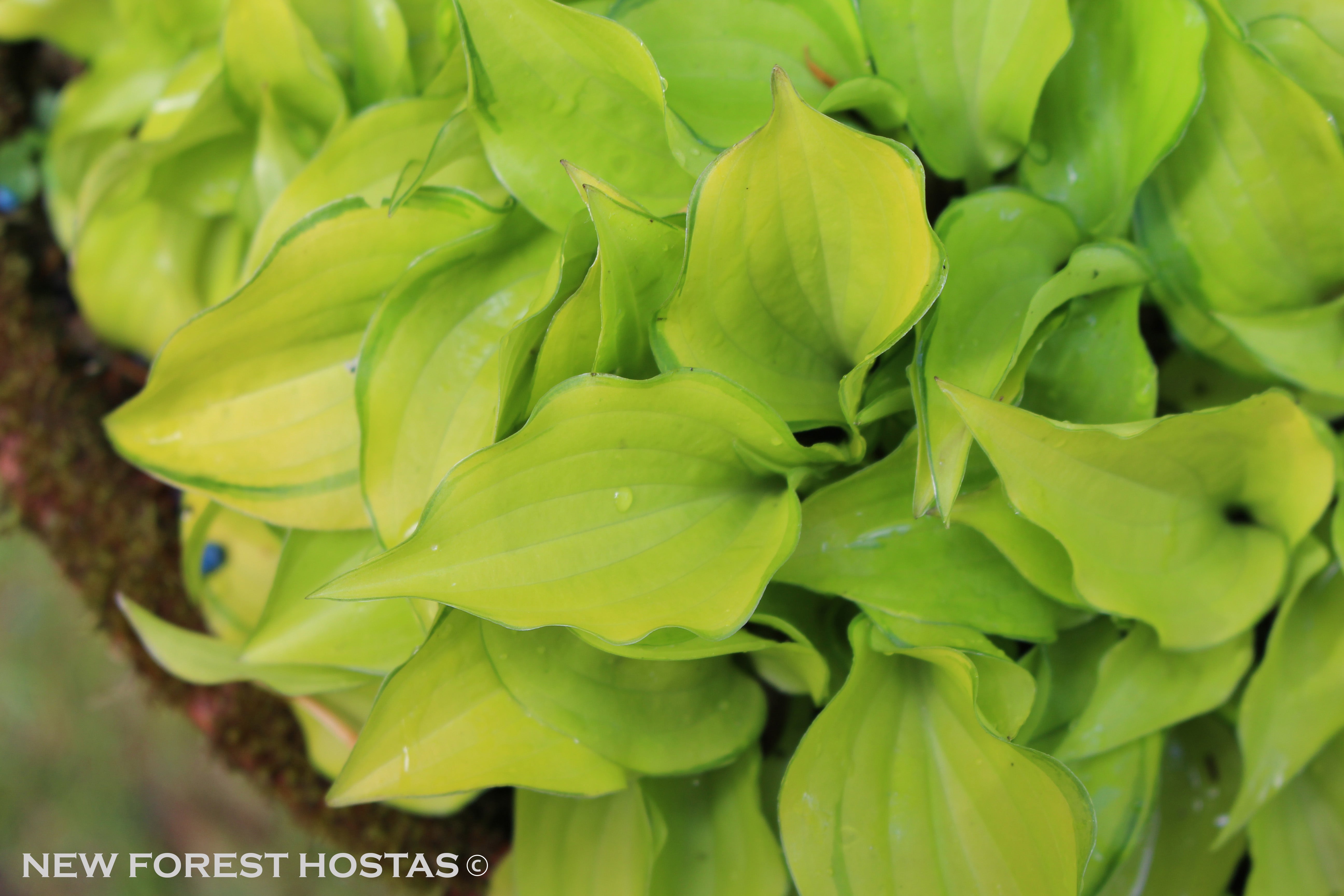 Hosta 'Cracker Crumbs' - New Forest Hostas & Hemerocallis