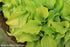 Hosta 'Cracker Crumbs' - New Forest Hostas & Hemerocallis