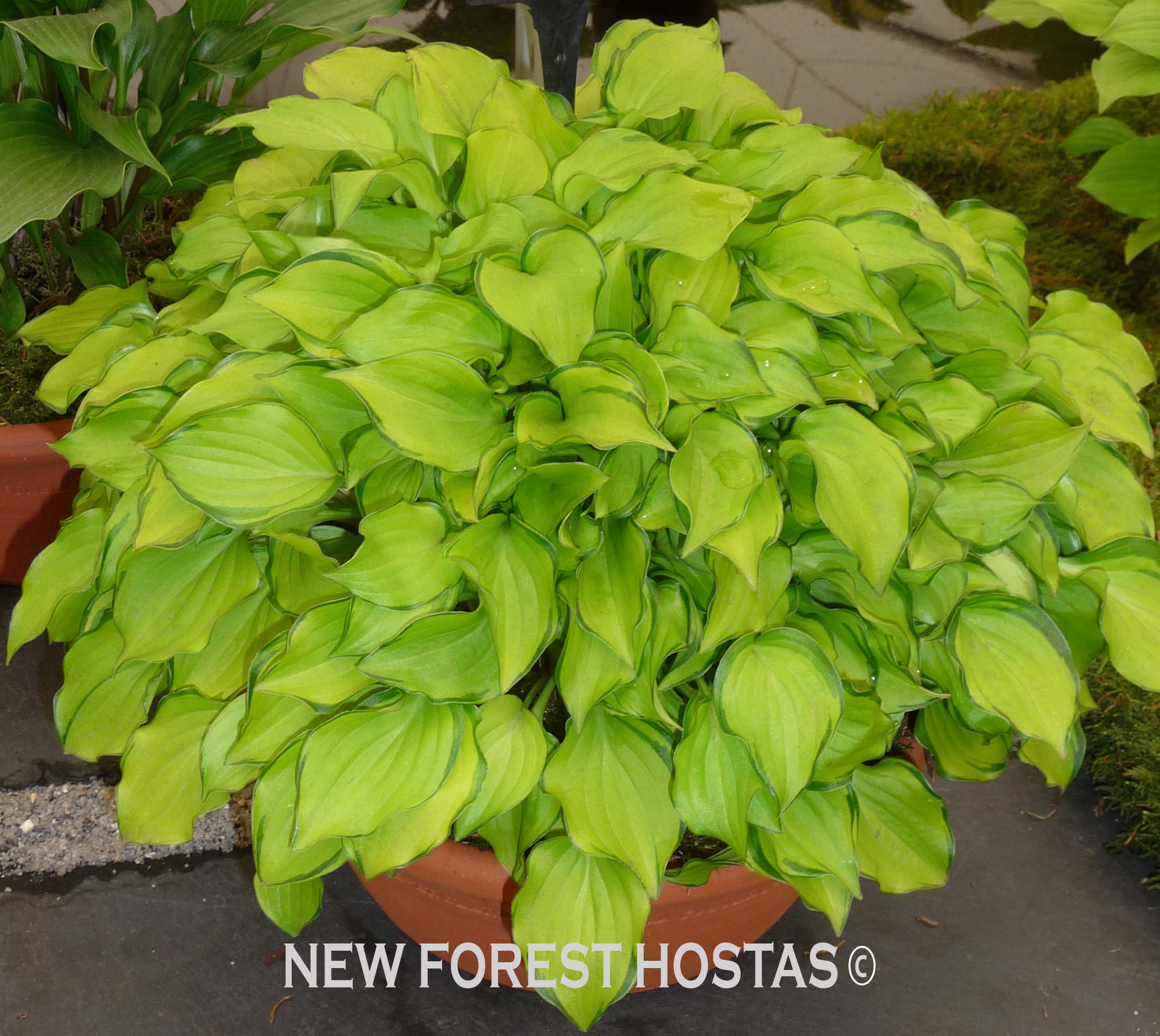 Hosta 'Cracker Crumbs' - New Forest Hostas & Hemerocallis