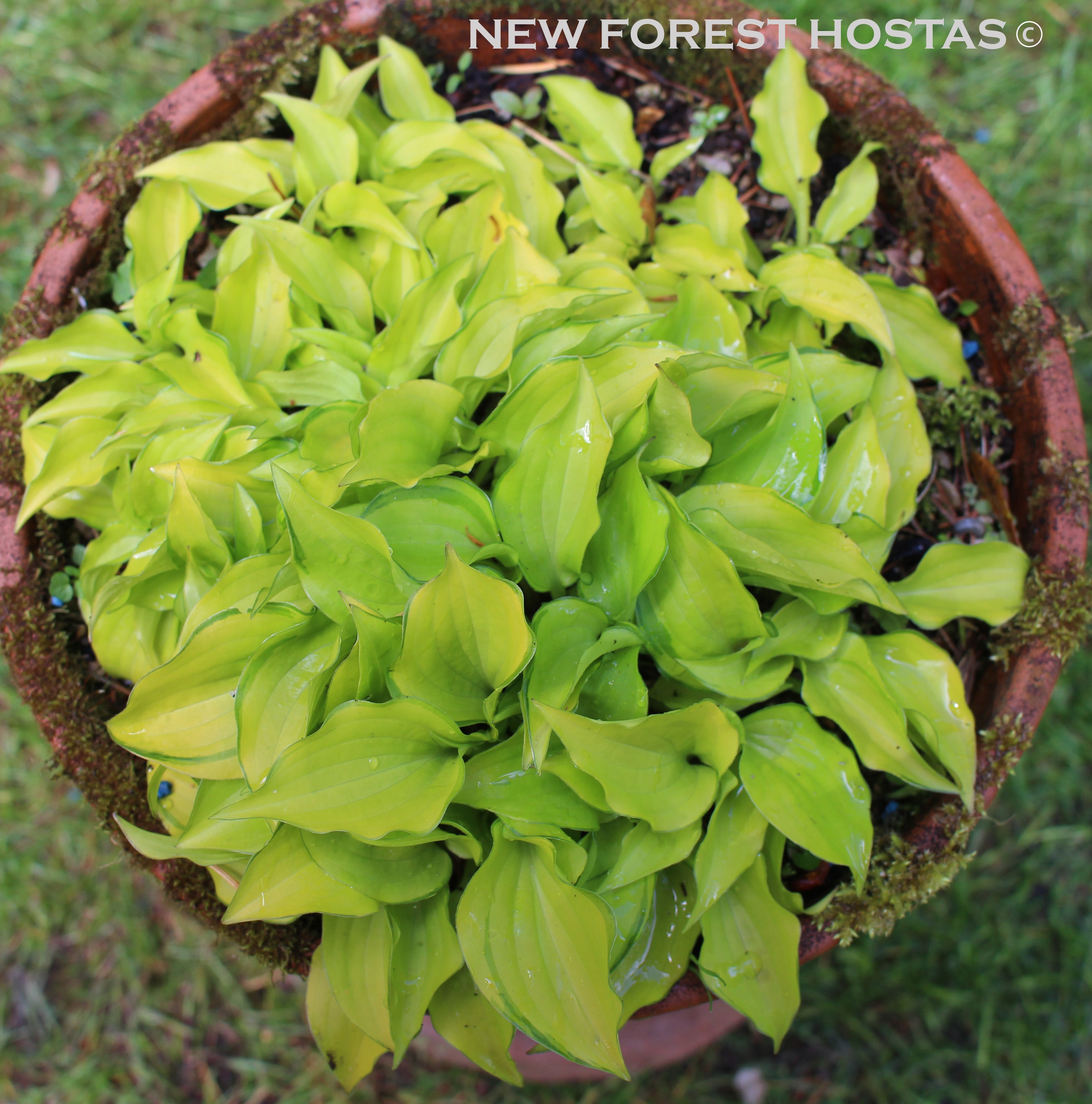 Hosta 'Cracker Crumbs' - New Forest Hostas & Hemerocallis