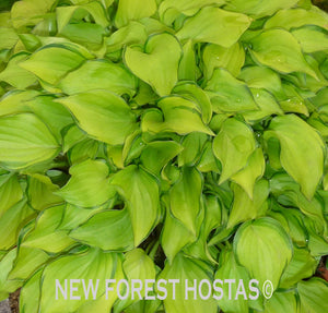 Hosta 'Cracker Crumbs' - New Forest Hostas & Hemerocallis