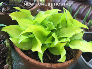 Hosta 'Cracker Crumbs' - New Forest Hostas & Hemerocallis
