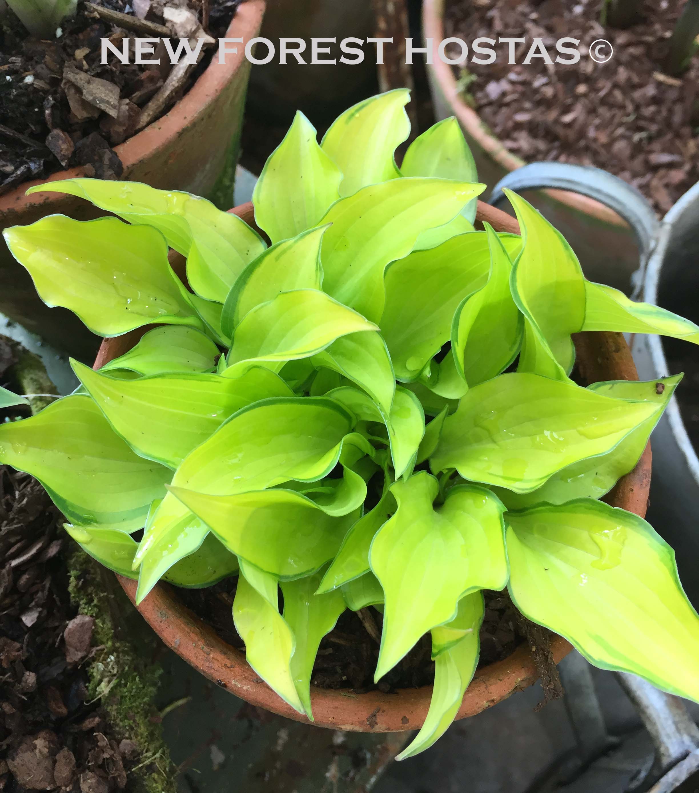 Hosta 'Cracker Crumbs' - New Forest Hostas & Hemerocallis