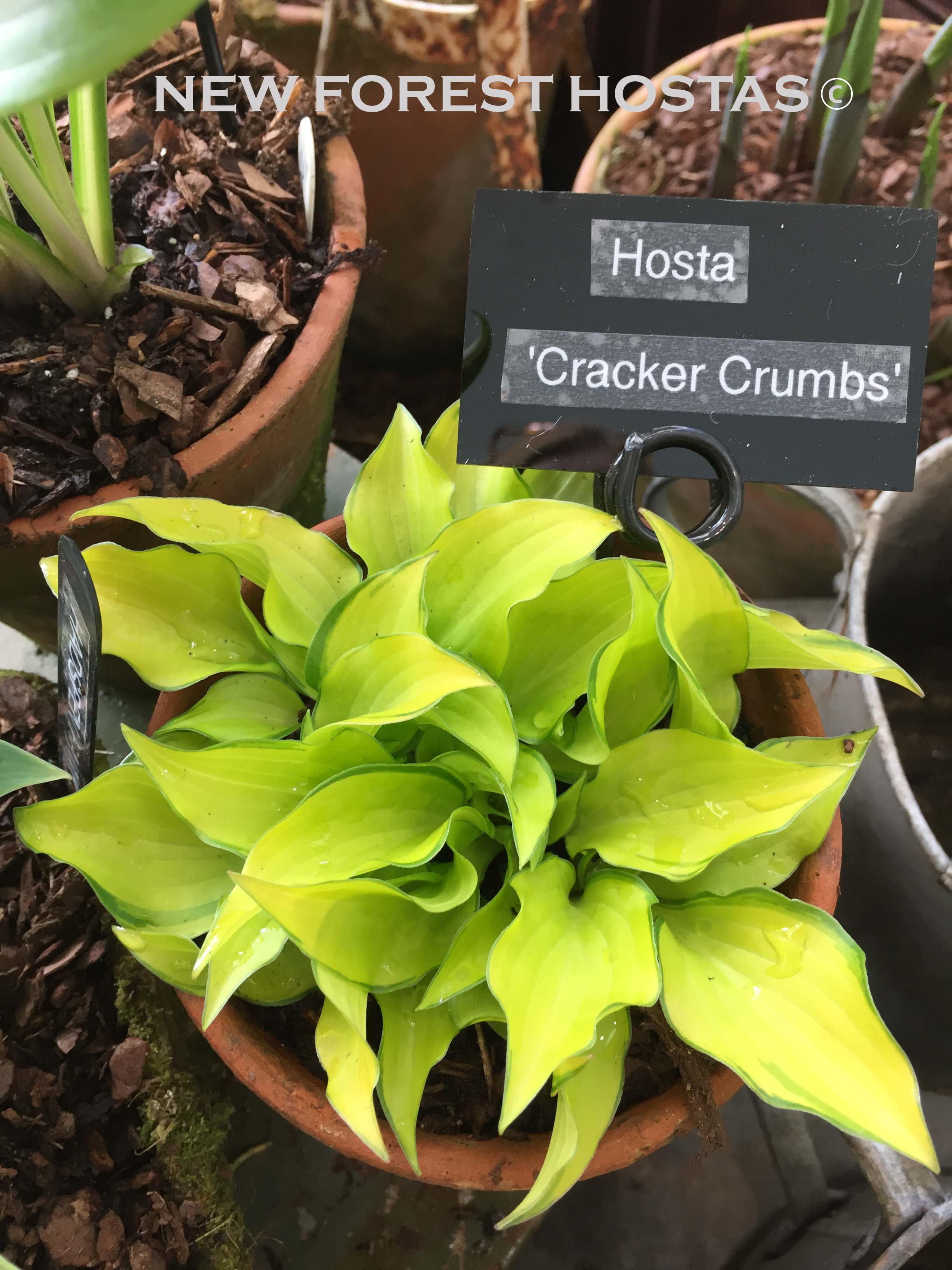 Hosta 'Cracker Crumbs' - New Forest Hostas & Hemerocallis