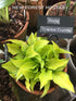 Hosta 'Cracker Crumbs' - New Forest Hostas & Hemerocallis